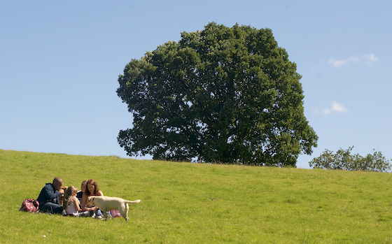 Family and Oak ND89374 v2