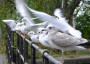 Gulls on railings